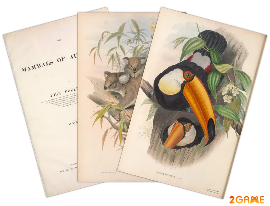 Art of Fauna: Cozy Puzzles game giải đố thư giãn dành cho người yêu thiên nhiên Art of Fauna: Cozy Puzzles game giải đố thư giãn dành cho người yêu thiên nhiên