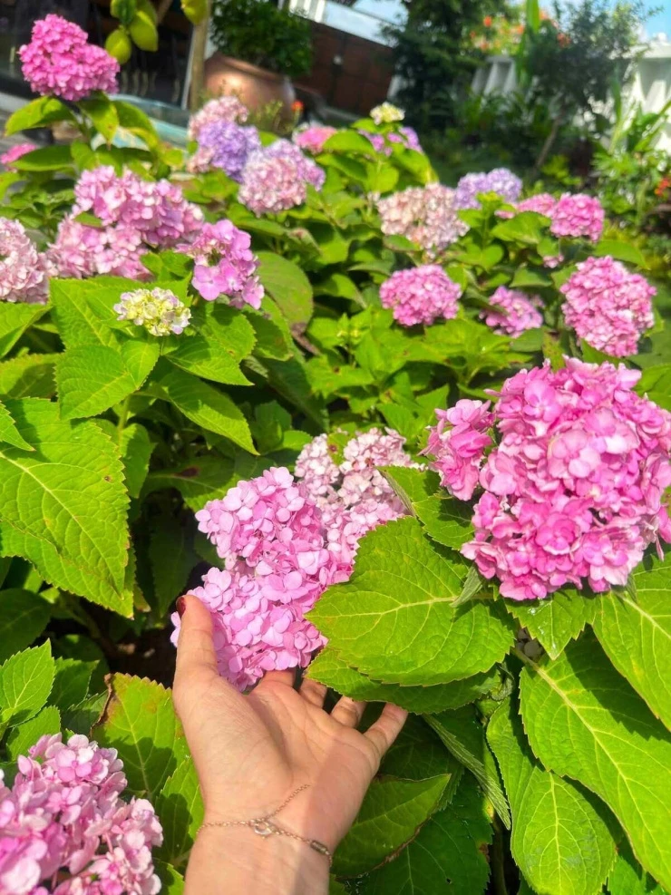 Hoa trái nở rộ trong biệt thự vùng ven của vợ chồng Hoàng Bách Hoa trái nở rộ trong biệt thự vùng ven của vợ chồng Hoàng Bách