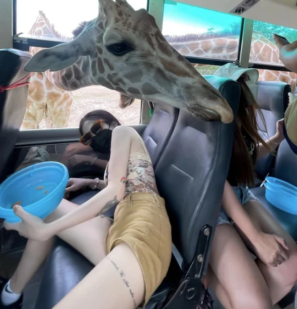 Tham quan sở thú, gái xinh gặp hoạ với hươu cao cổ
