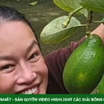 Tú Oanh thu hoạch hàng chục kg bơ ở khu vườn 4.000 m2 kenhtingame com thumb tu oanh thu hoach hang chuc kg bo o khu vuon 4000 m2 dda21788213856619 940w