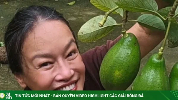 Tú Oanh thu hoạch hàng chục kg bơ ở khu vườn 4.000 m2 kenhtingame com thumb tu oanh thu hoach hang chuc kg bo o khu vuon 4000 m2 dda21788213856619 940w