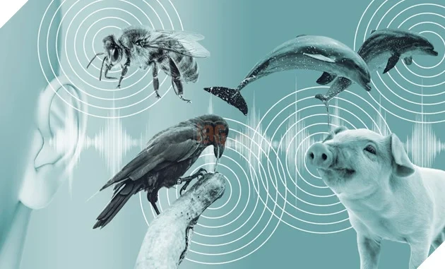 AI đang giải mã ngôn ngữ động vật, con người sẽ có thể nói chuyện với chúng?