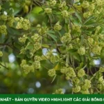 Hoa sữa đi vào âm nhạc như thế nào kenhtingame com thumb hoa sua di vao am nhac nhu the nao 47bf1792116768021 940w