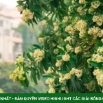 MC Diễm Quỳnh bênh hoa sữa kenhtingame com thumb mc diem quynh benh hoa sua a93a1792287891340 940w