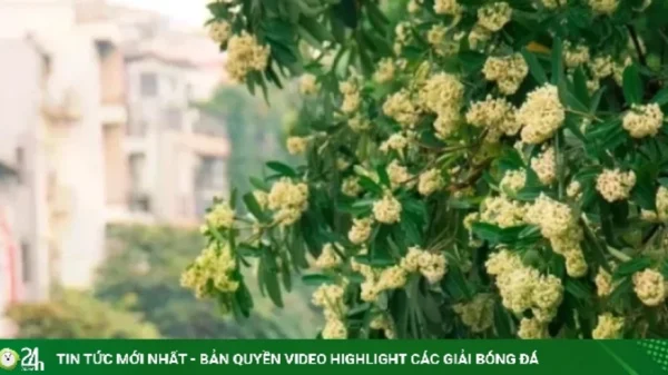 MC Diễm Quỳnh bênh hoa sữa kenhtingame com thumb mc diem quynh benh hoa sua a93a1792287891340 940w