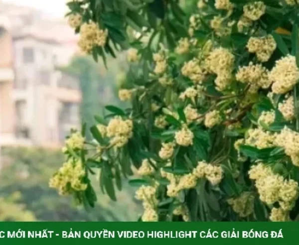 MC Diễm Quỳnh bênh hoa sữa kenhtingame com thumb mc diem quynh benh hoa sua a93a1792287891340 940w