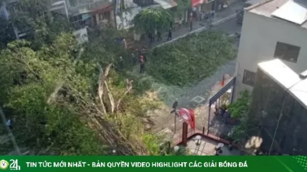 Nam ca sĩ thoát chết trong gang tấc khi cây cổ thụ ở TPHCM đổ sập vào ô tô kenhtingame com thumb nam ca si thoat chet trong gang tac khi cay co thu o tphcm do sap vao o to 5f831791382671104 940w
